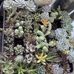 2” Succulents 