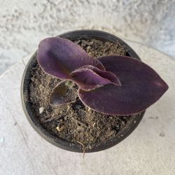 3 Inch Pot Succulent Plant - Rare Tradescantia Pallida - Purple Heart Wandering Dude - Rooted & Established - Drought Resistant 🪴