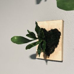 Staghorn Fern Heart Shaped ❤️