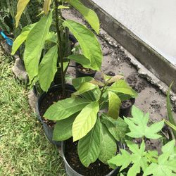 Lots Of hass Avocado Plants Different Sizes $5,$10,$15 Plus  Sweet Papayas Plants At $5,$10 Plus Other Plants Price to Sell! 