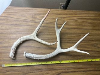 Antlers