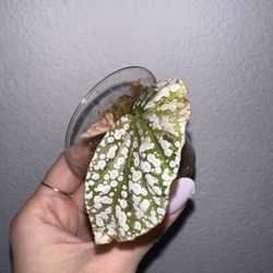 Begonia Snow Capped Pink Variegated