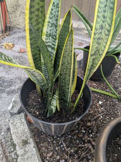 Snake plant