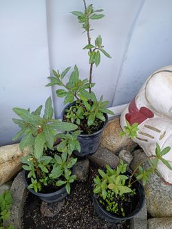 Tropical blood Mexican milkweed plant