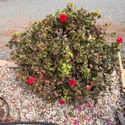 Free rose bush