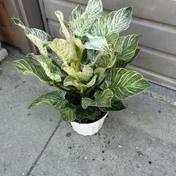 8” Big Birkin Philodendron
