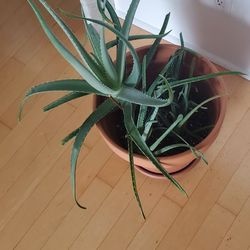 4 Aloe Vera Plants With 12"H Clay Pot & Saucer