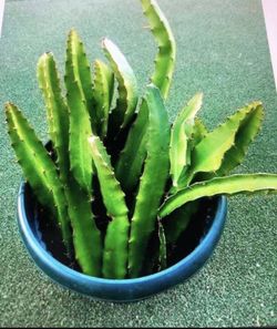 Dragon fruit cutting