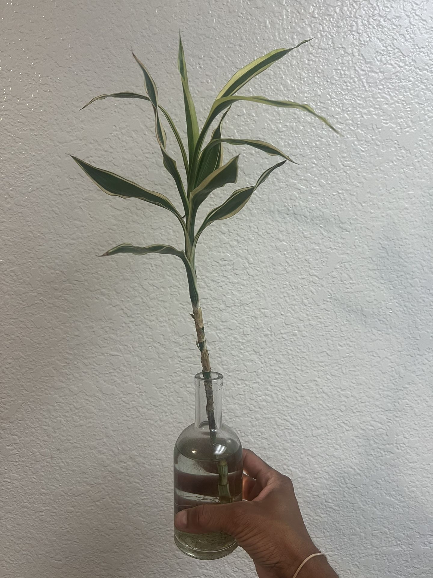 🌱 Healthy Dracaena “Lucky Bamboo” in Glass Vase