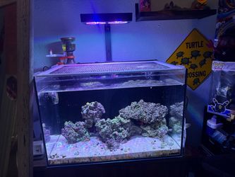 Landen Rimless Reef Aquarium Tank