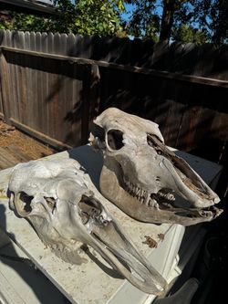 Cow Skulls