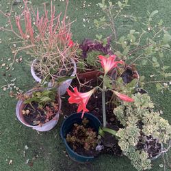 2$ Each Bulb For Orange Lilly Big One 4$