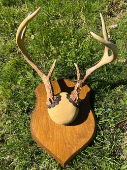 Vintage Antlers-Mounted Plaque-Taxidermy 6-Point 17”x12”x12”