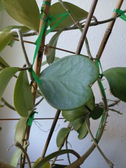 Hoya kerrii