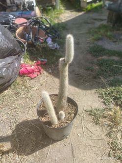 Oh man Cactus plant