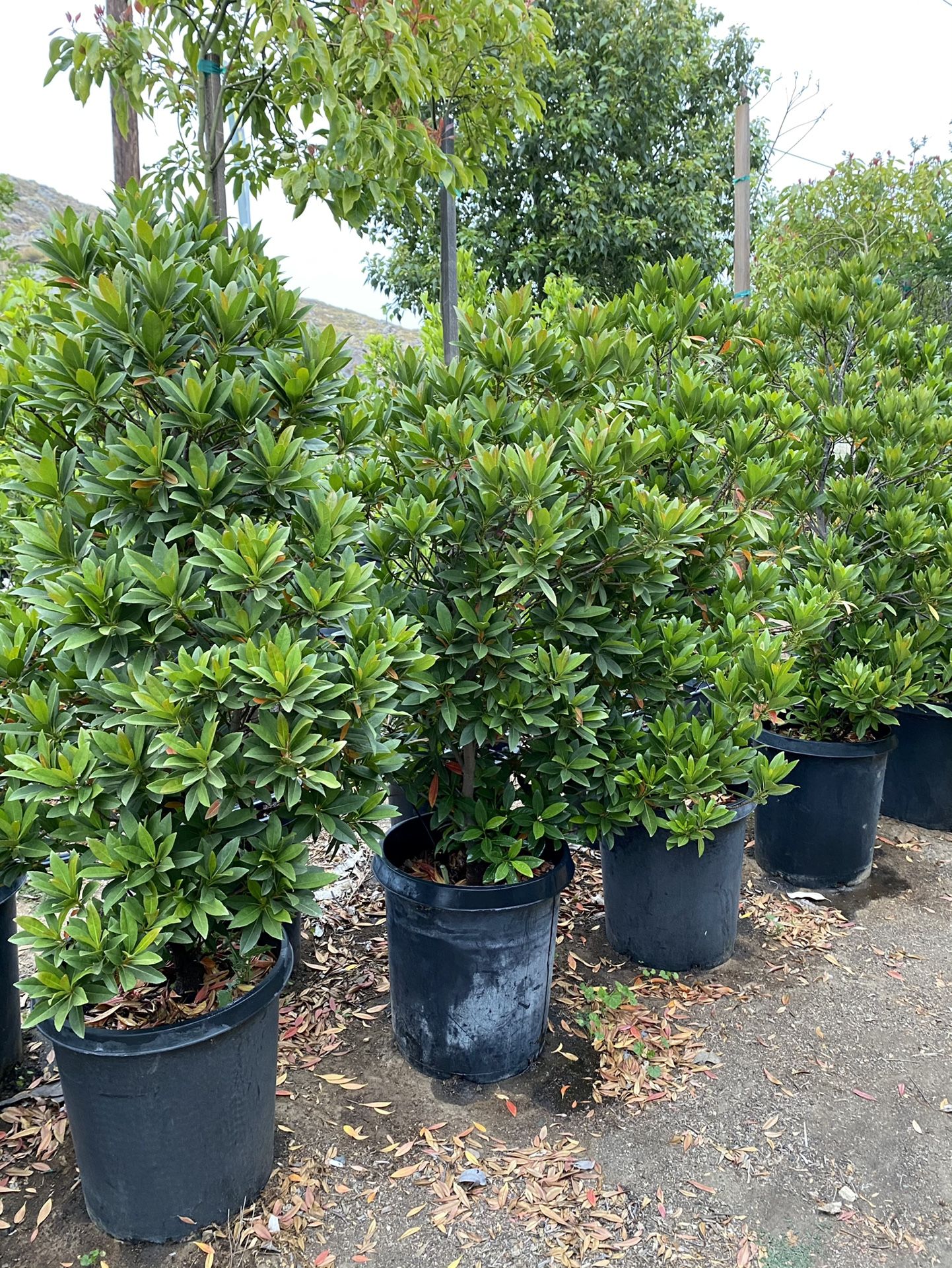 15 Gallon Japanese Blueberry