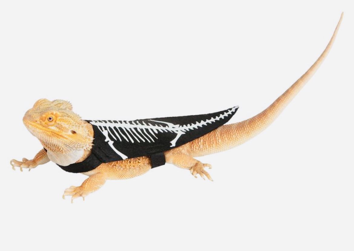 New And Glowing Bearded Dragon Skeleton Custome