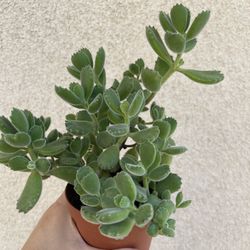 Beautiful Panda Paw 🐾 Succulent Plant