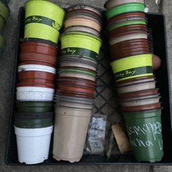4 And 6 Inch Used Nurcery Pots For Sale , Pick Up In City Of Whittier All For $10 
