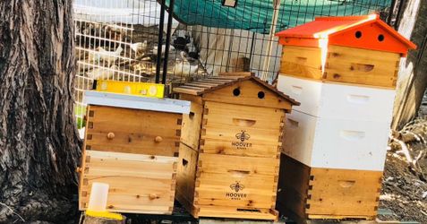 🍯 Local Hayward Wildflower Honey – Pure & not filtered! $20 each