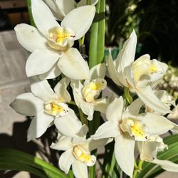 White Cymbidium Orchids Big Japan Orchids Làng Đất Trắng Địa Lan Nhật