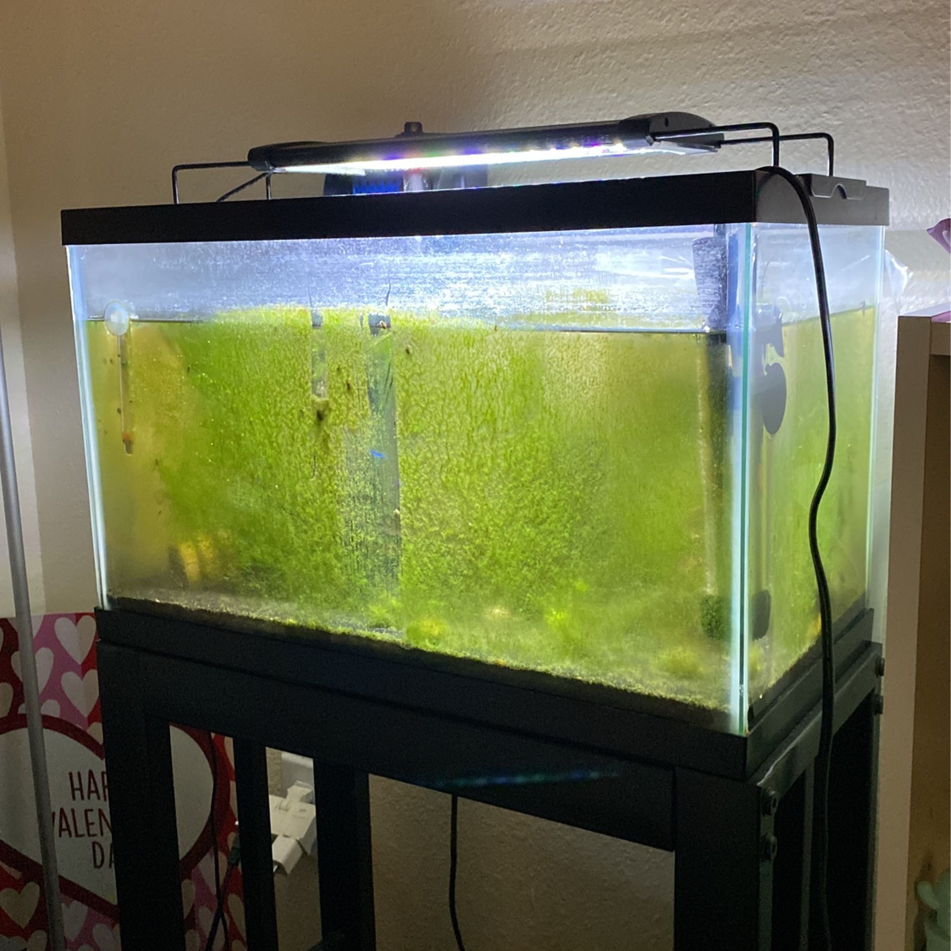 Fish Tank