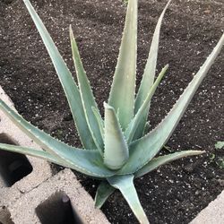 Aloe Vera Plant