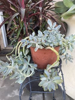 Succulents