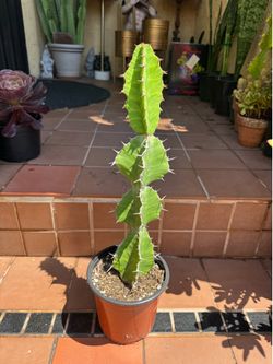 Euphorbia zig zag Cactus