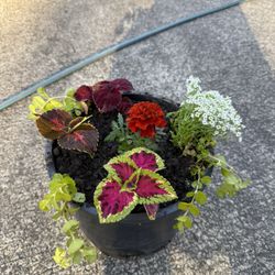 Mothers Day Special Flower And Plant Combo Large Pot 