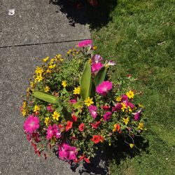 $39 Each Beautiful Pot Of Flowers 