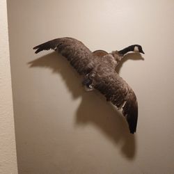 Canadian Goose  Mount