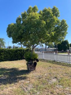 Camphor tree