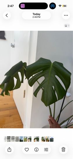 Monstera Deliciosa Cutting