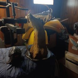 Mounted Buck