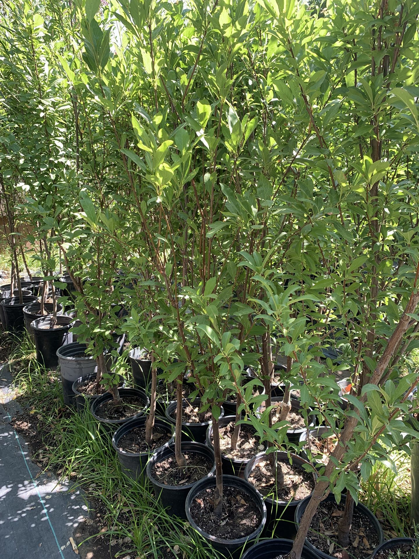 Plum Trees Different Varieties 35$ Each