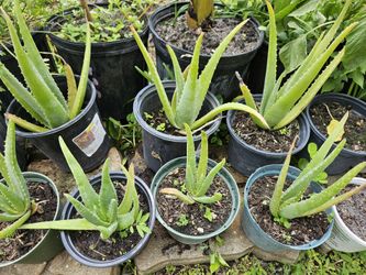 Aloa Vera Plant