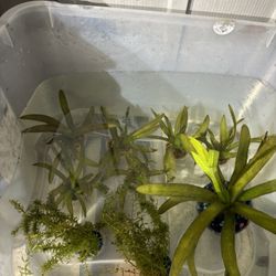 Aquarium Plants 