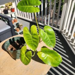 Philodendron 