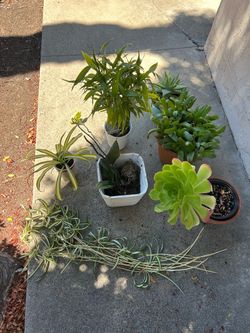 Free plants