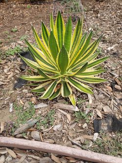 Agave Lophantha