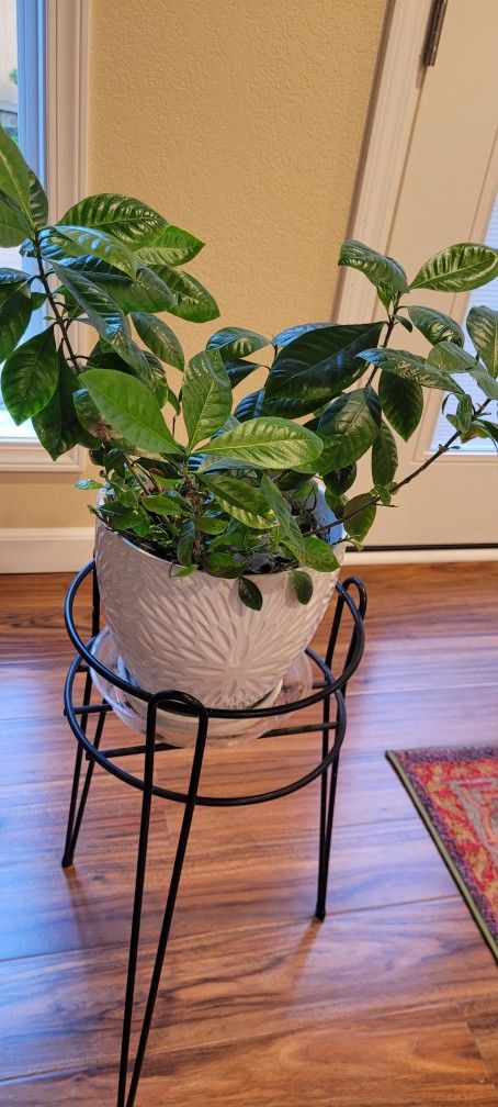 Beautiful Gardenia Plant With Pot
