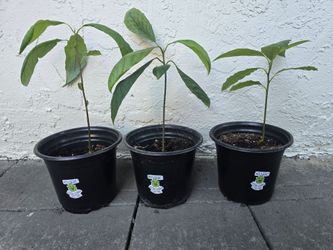 Avocado seedlings in pots