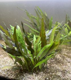 Crytocoryne Wendtii Aquarium Plant