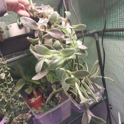 Tradescantia Bimbo