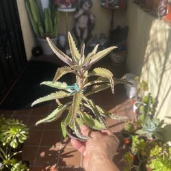 Kalanchoe Plant