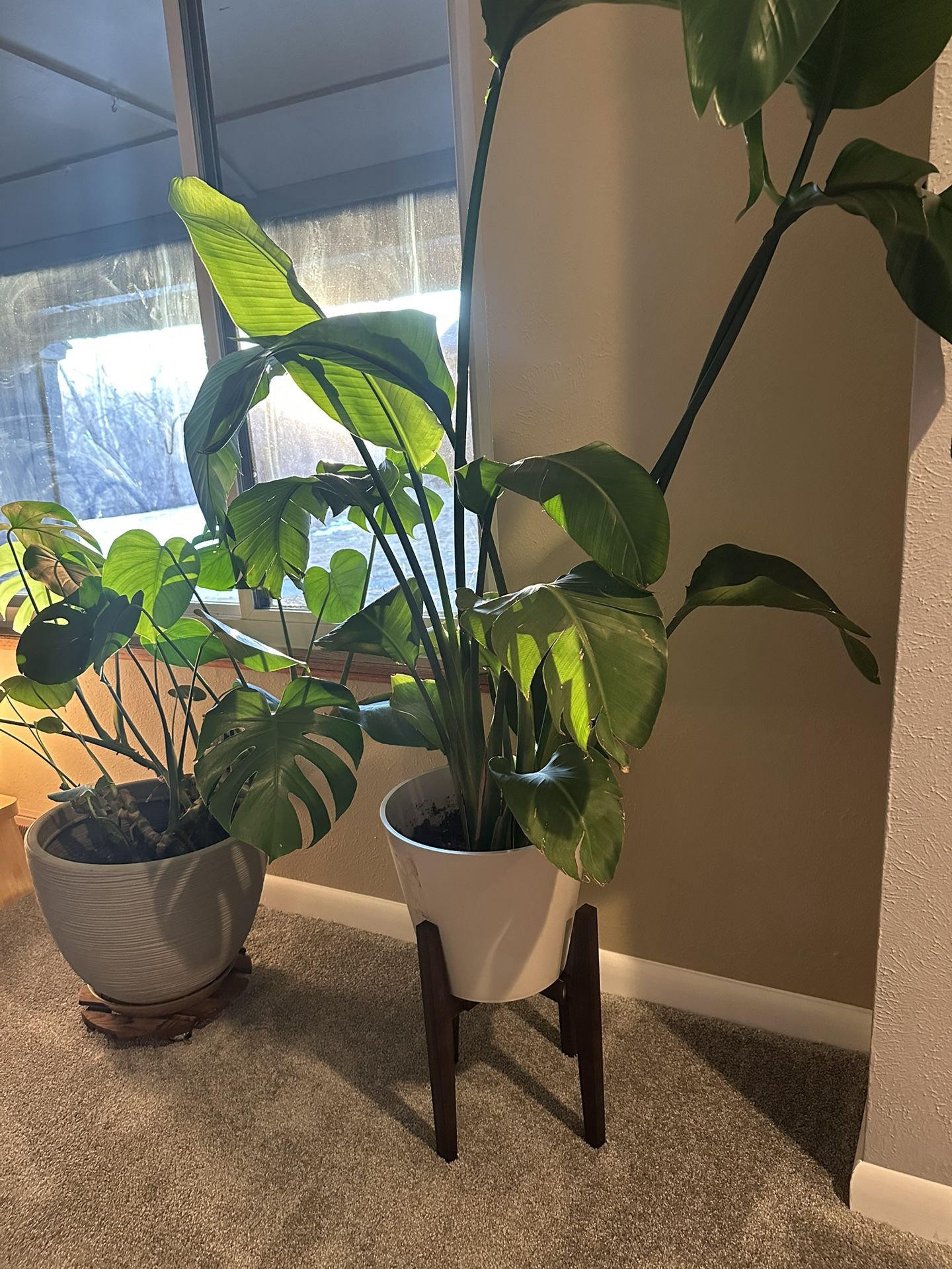 Gorgeous Bird Of Paradise Plant