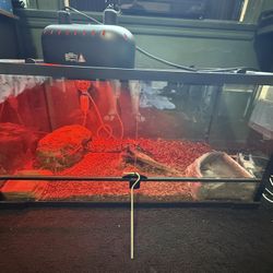 Ball Python W/ Enclosure&accessories 