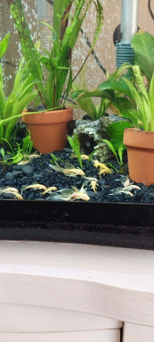 Decoration For Aquariums 