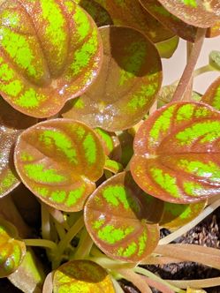 Peperomia 'Peppermill' (Unique Houseplant)